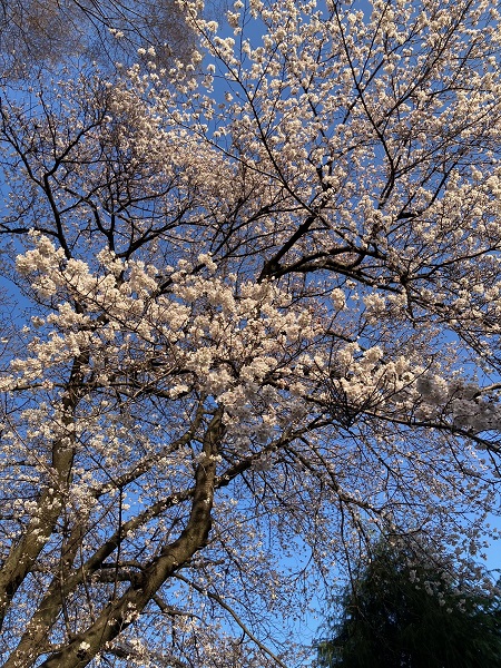 2023-03-19 中原公園　桜.jpeg
